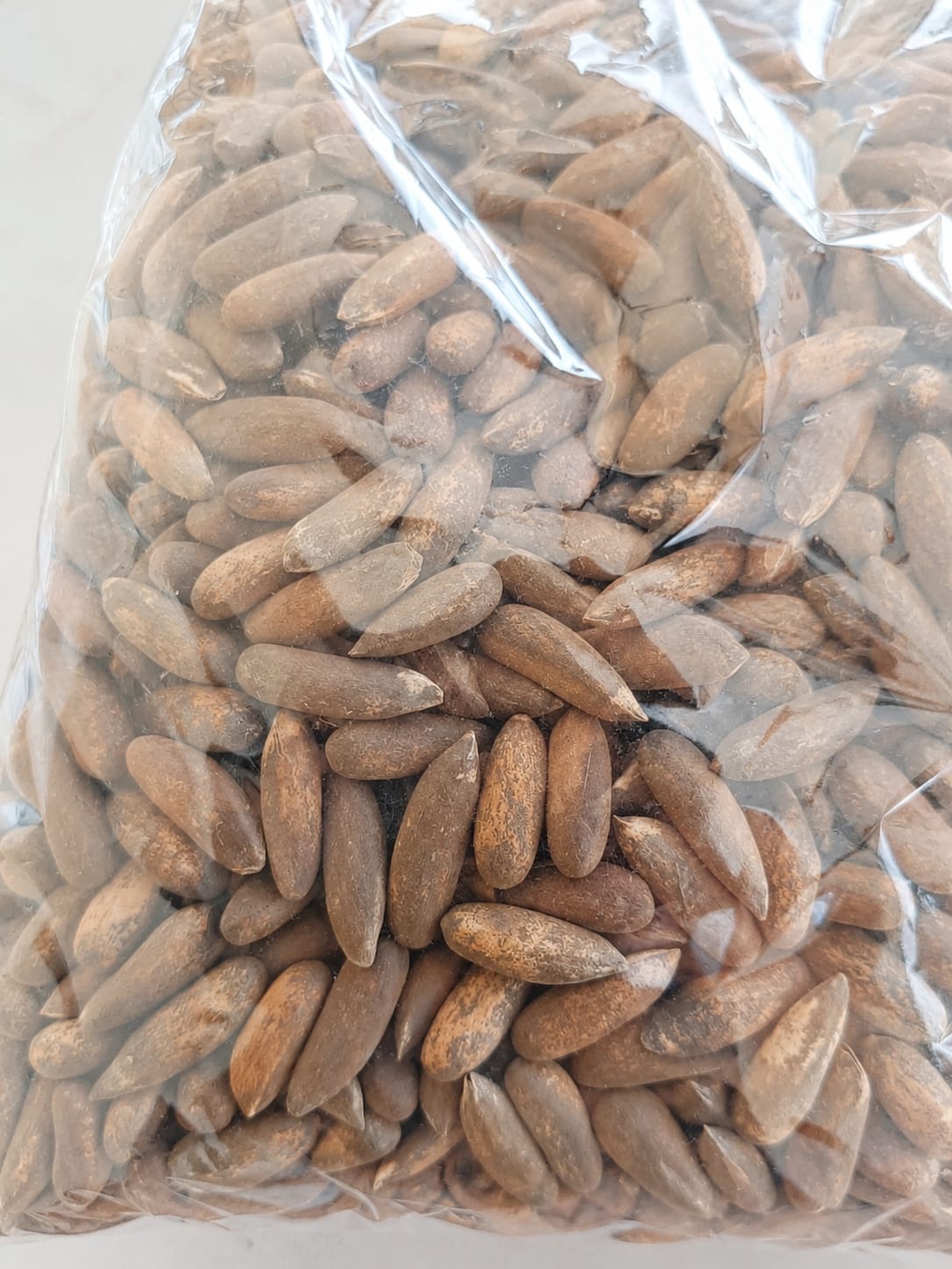 Eksklusiv Pinjekjerner i skall fra Afghanistan 1 kg